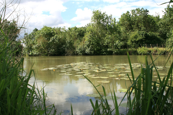 Rivière peu polluée avec Nénuphars jaunes (Nuphar lutea) © Nicolas Macaire / LPO